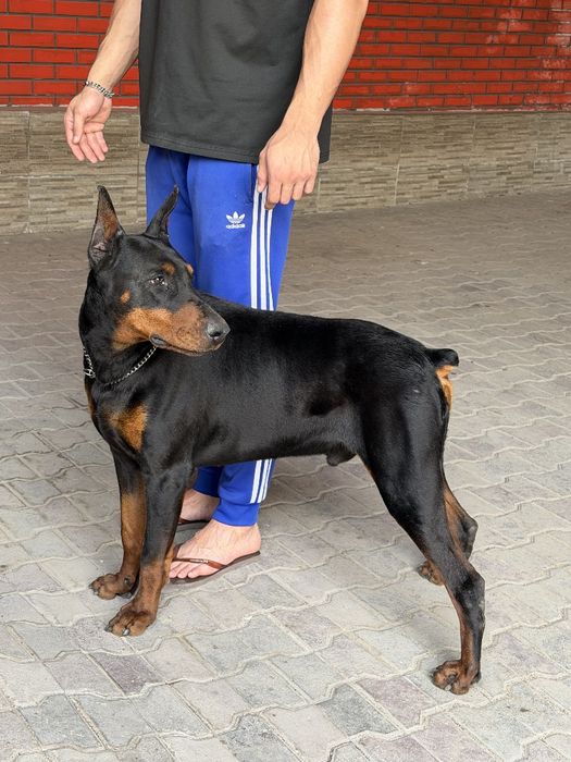 Доберман чистокровный