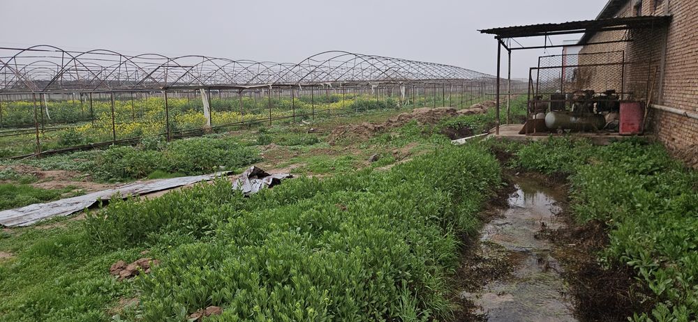 теплица 3 гектар жой ижарага берилади