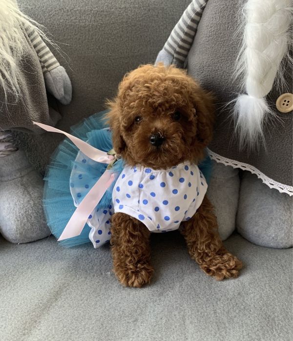 Пудел той пудел тийкъп с родословие Poodle toy red