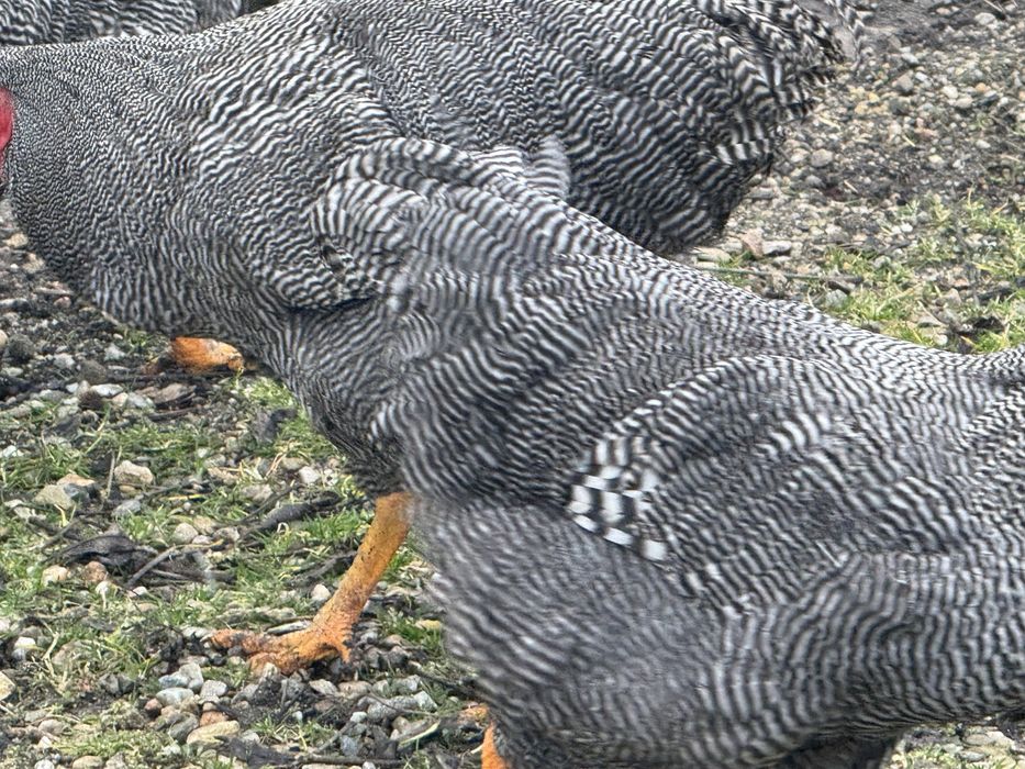 Cocosi rasa playmouth rock barat