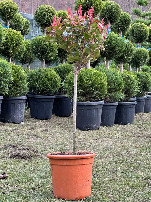 Plante Decorative Viguroase – Intimitate și Stil pentru Curte