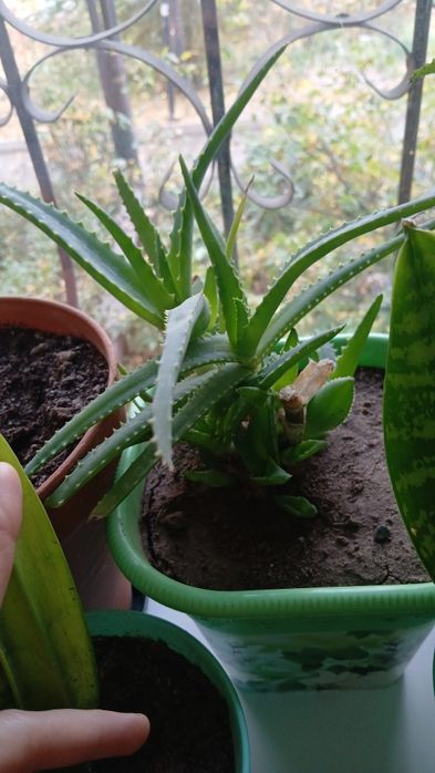 Комнатные растения.  Почти даром.