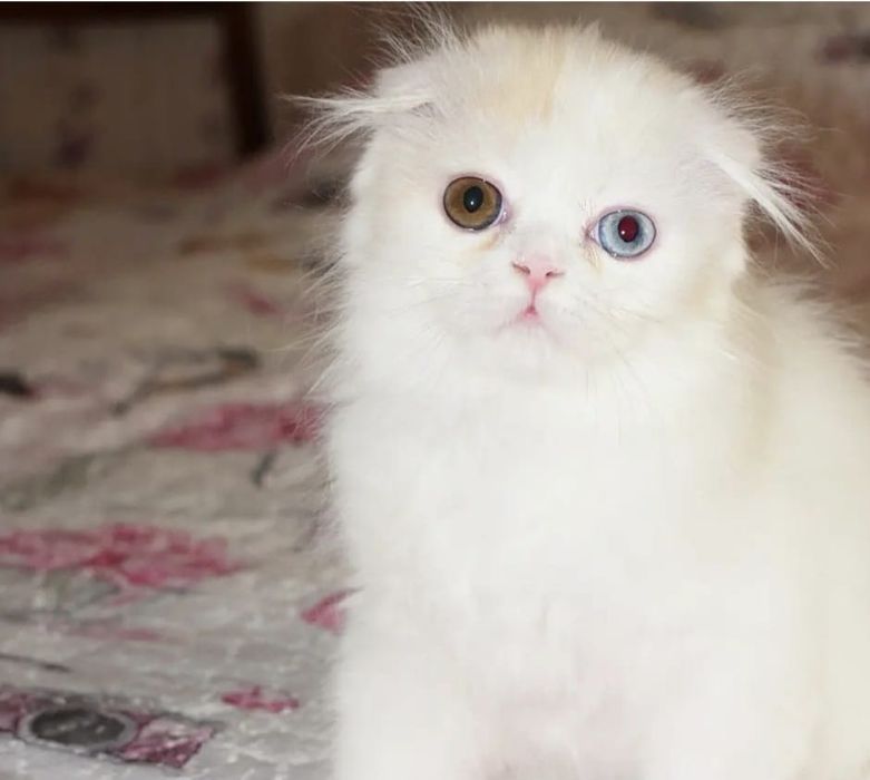 Кошечка ищет добрый и заботливый дом