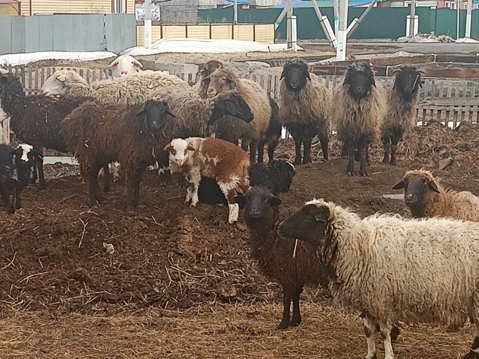 Продам овцематок на развод.