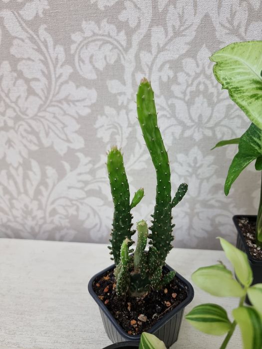 Отростки по 1000 тенге