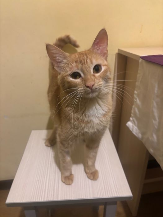 отдаю кота срочно