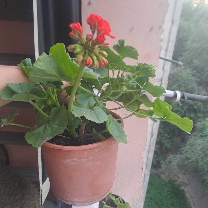 Герань красная продам