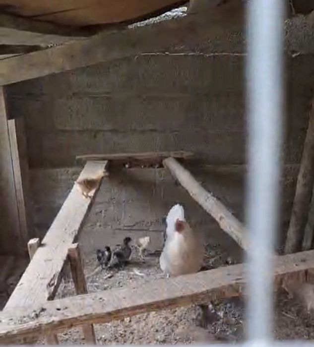 6 шөжегімен тауық сатылады. 10000 тг.