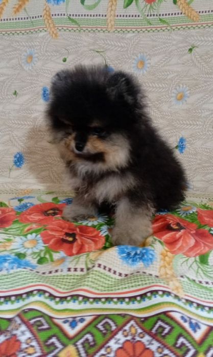 Продам щенков шпица.