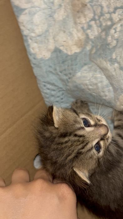Продам 3 котяттти