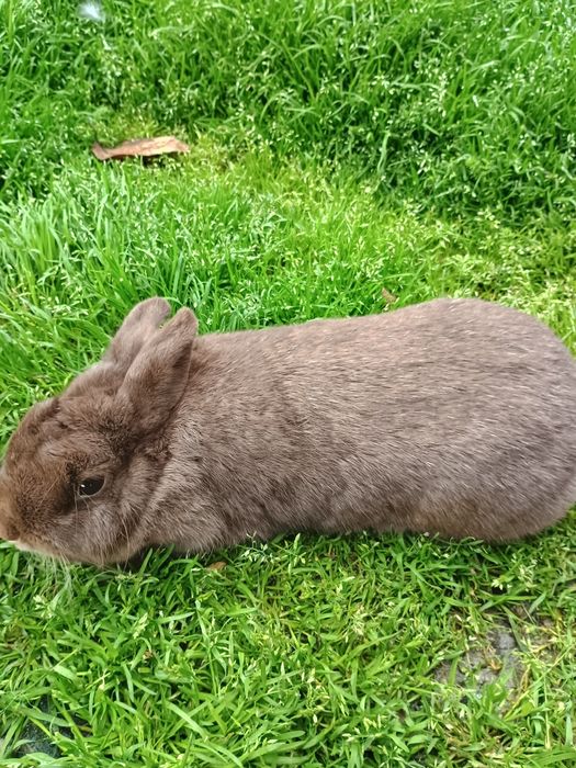 Iepuri pitic  Olandez