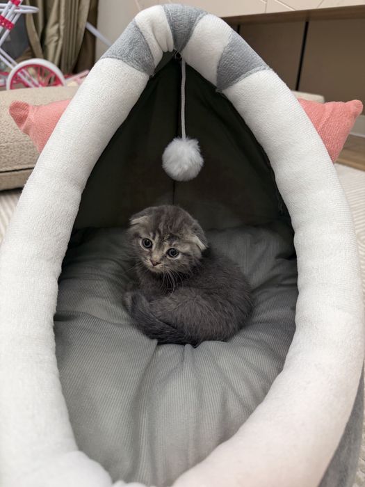 Продаём породистого котенка