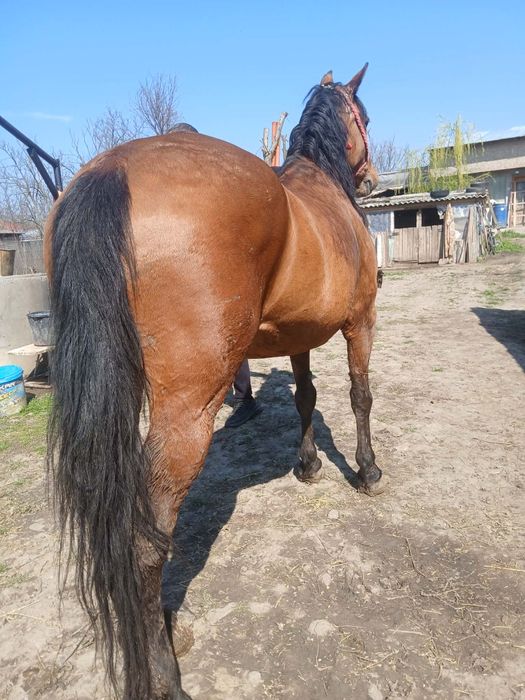 Vand  iapa foarte cuminte