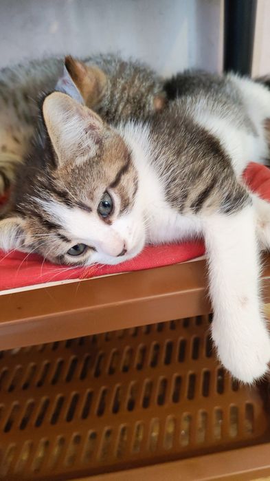 Отдам котят в добрые руки