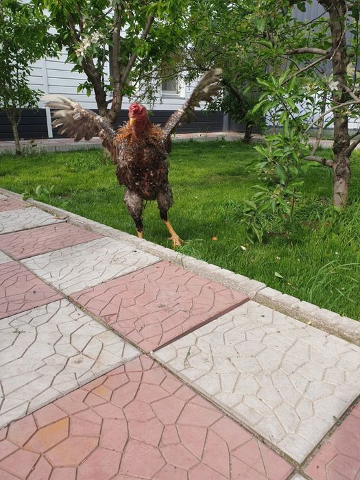 Петух дакан бойцовый