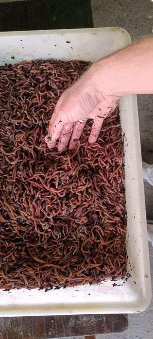 Черви Дендрабена