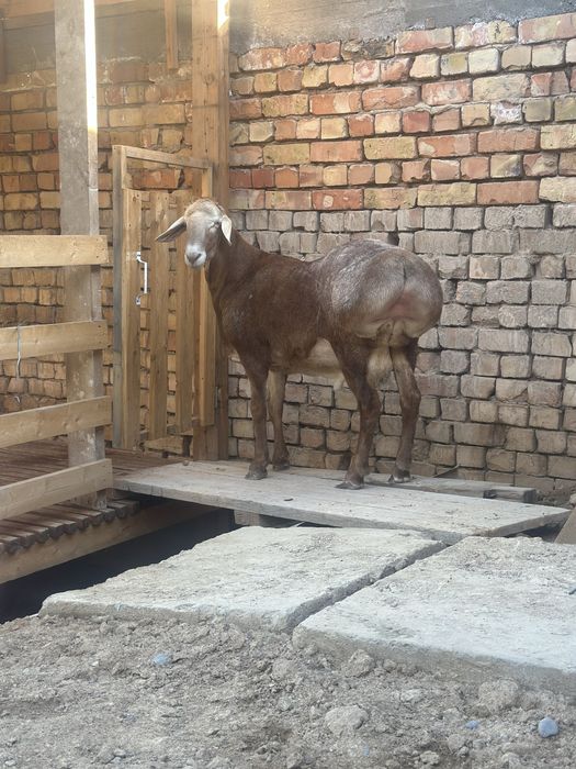 Arashan qoylar  sotiladi