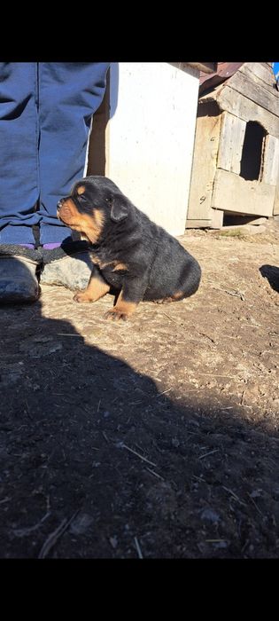 Pui de  rottweiler