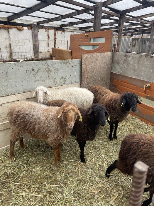 Бараны ярки тохты