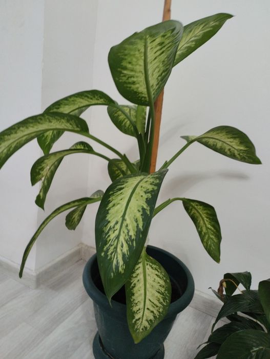 Гүл сатамын бағасы 15 000 тенге