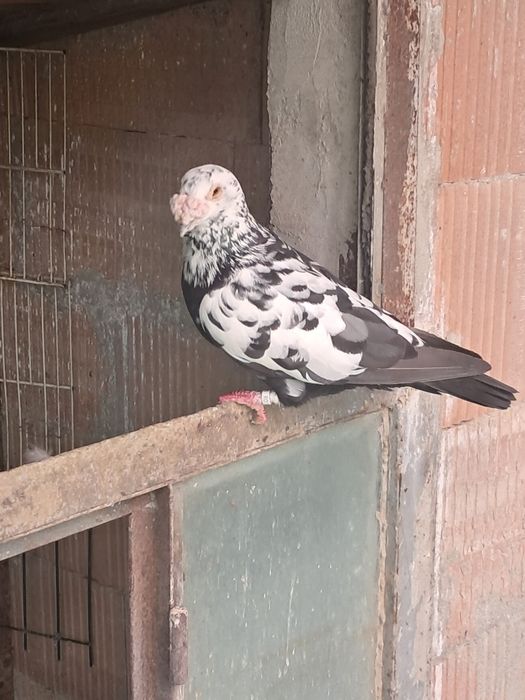 De vânzare porumbei tineri duduros