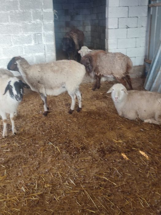 Кой мен токтылар