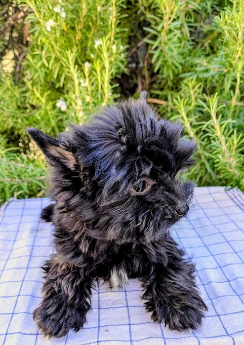 Мини йорки черно момиче