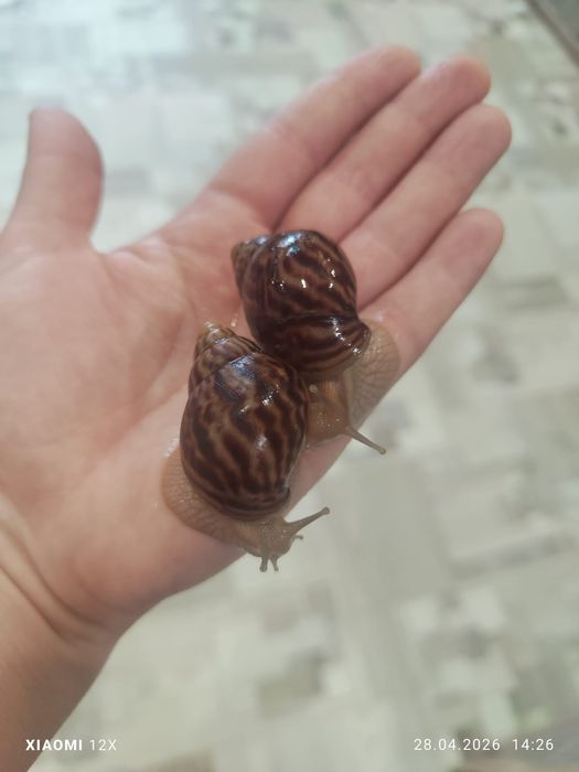 Улитки сухопутные Ахатины