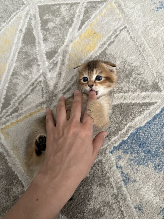 Кошка  Шиншилла милые