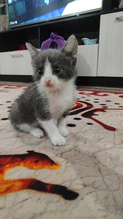 Отдам маленького  котенка