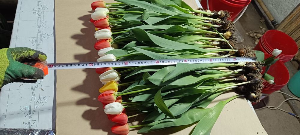 Тюльпаны оптом и в розницу