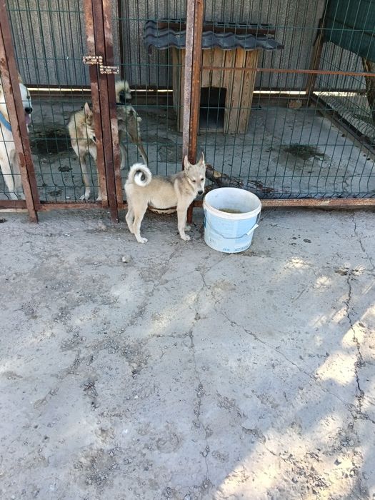 Злс лайка кушыктер