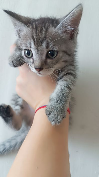 Котята ищут дом!