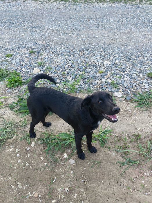 Donez catelusa 5 luni Talie mica +Catelus Negru sub 1 an