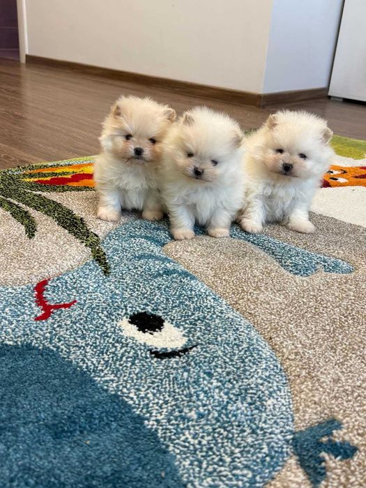 Померан бял/крем