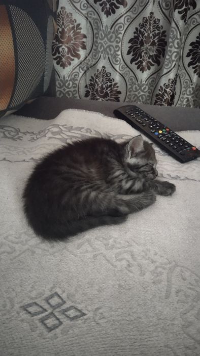 Кошечка брошенная