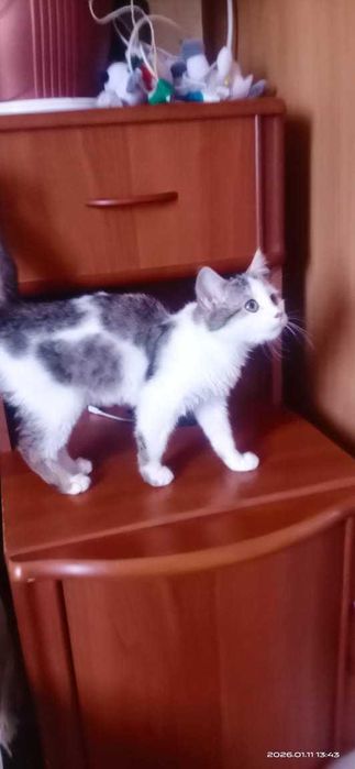 Отдаем кошку в хорошие руки