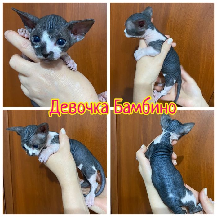 Сфинкс,эльф,двельф,бамбино