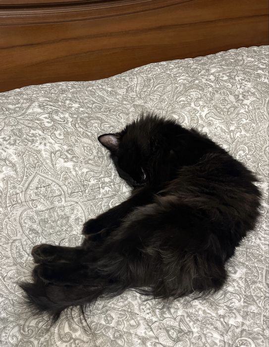 Индивидуальная передержка кошек