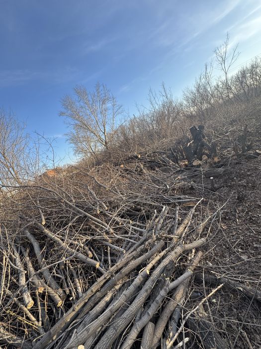 Дрова бесплатно