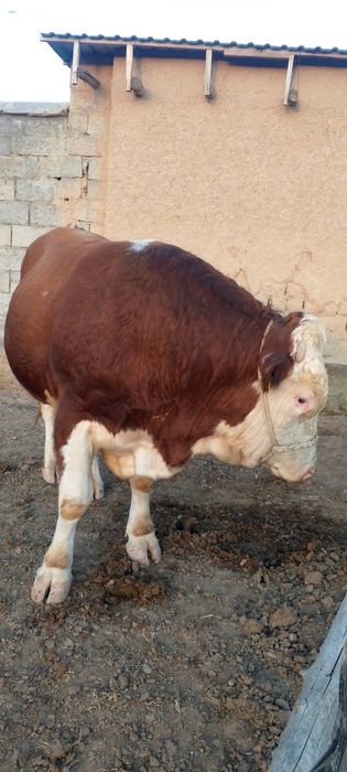 Чорва фермага ишчи керак ойликга хамма шароитлар бор