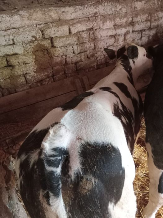 Vând 4 viței belgieni