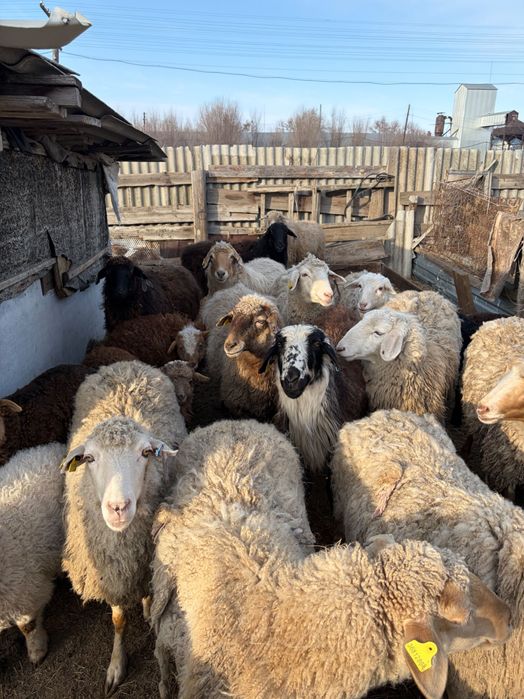 Продаются Бараны
