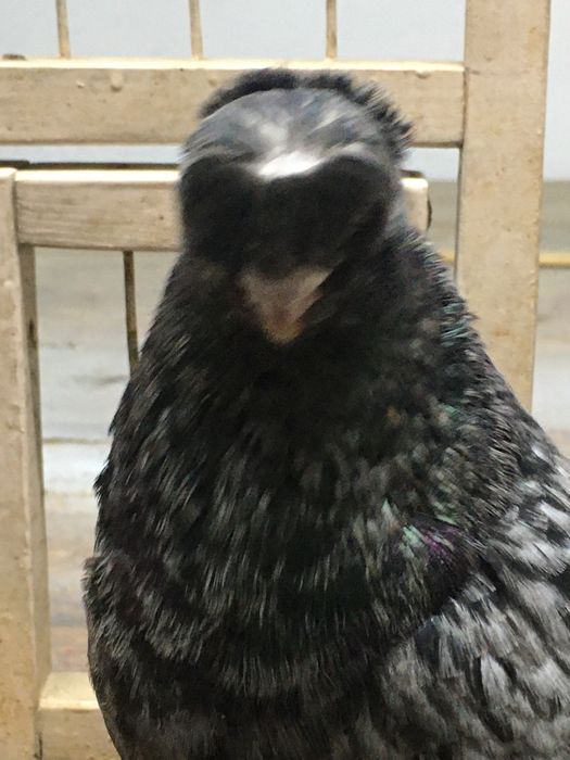 Продам челкарь самец молодой