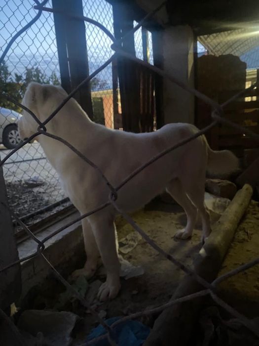 Пародия-Алабаи-жасы-2.5