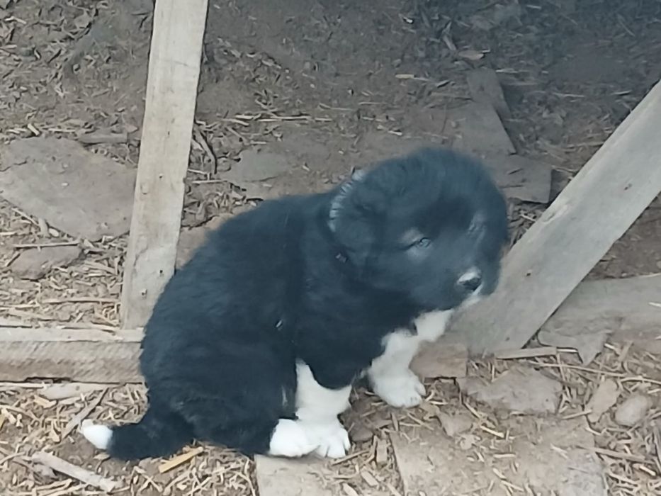 Тобет( Қазақы ит) күшіктері щенята