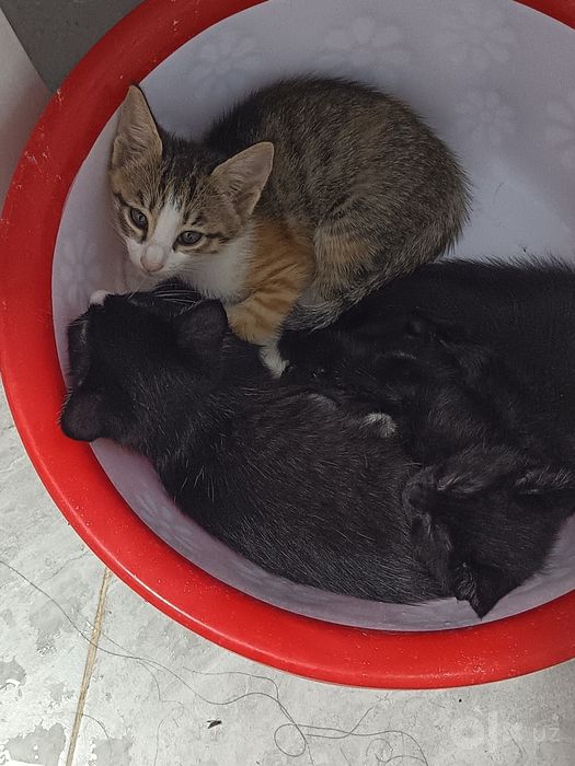 Отдаю 3 месячных котят в хорошие руки