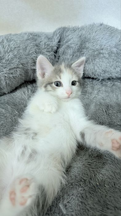 Отдам  котят,ласковые