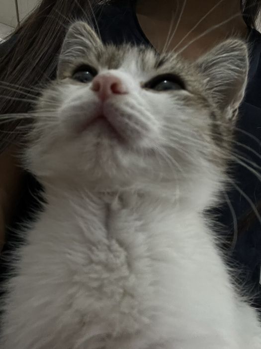 котенок срочно ищет дом