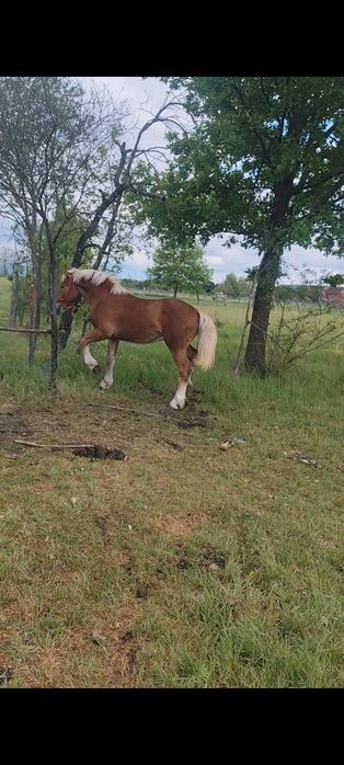 Mânz de un an vând sau schimb cu armasar până în 5 ani